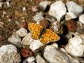 Melitaea arduinna (Türkistan İparhanı)